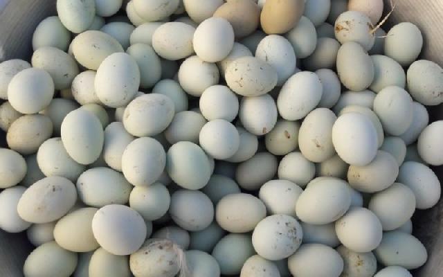 Biri 5 manata satılan yaşıl yumurta Azərbaycanda