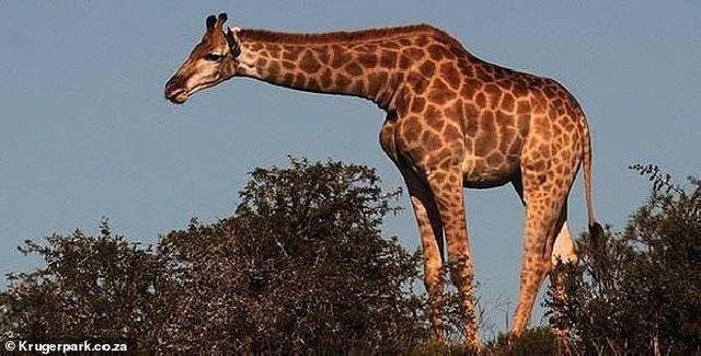 13 turisti daşıyan mikroavtobusun üstünə zürafə düşdü - FOTO