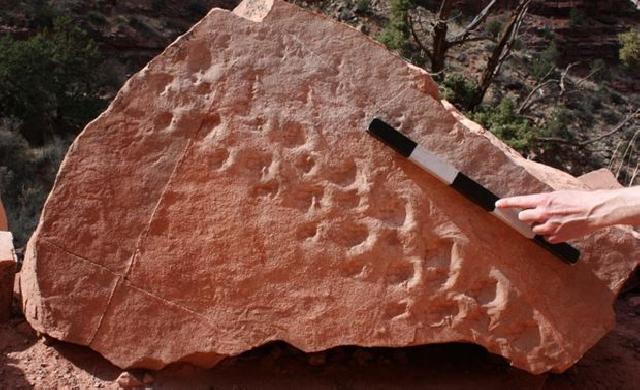 313 milyon illik fosil ayaq izi tapıldı