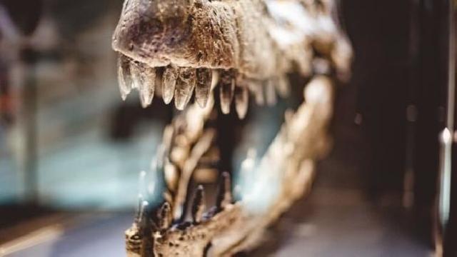 Dinozavr skeleti üzərində 150 illik araşdırma