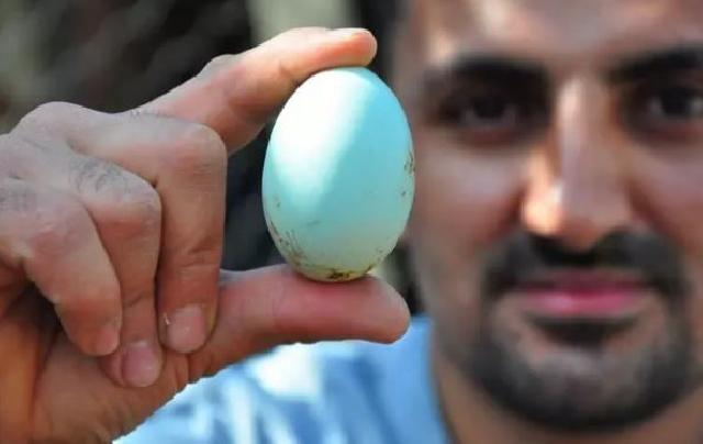 Mavi yumurtanın birini 10 dollardan satır