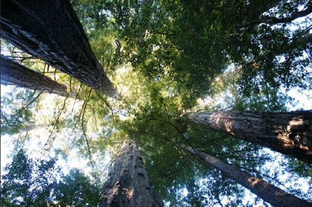 Dünyanın ən hündür ağacları olan MEŞƏ