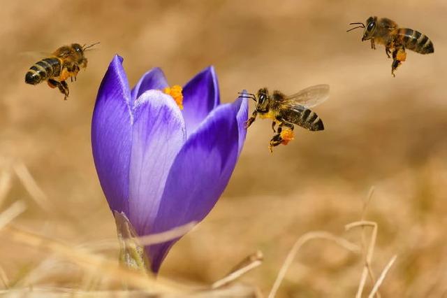 Bal arılarının xilası üçün çıxış yolu